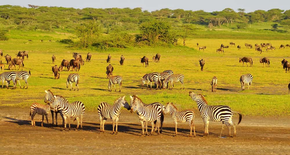 Eine Herde Zebras in Afrika