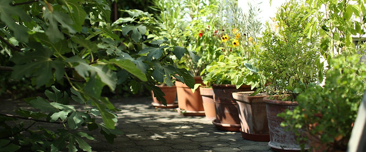 Ein Einblick in Ingrid Benedikts Garten