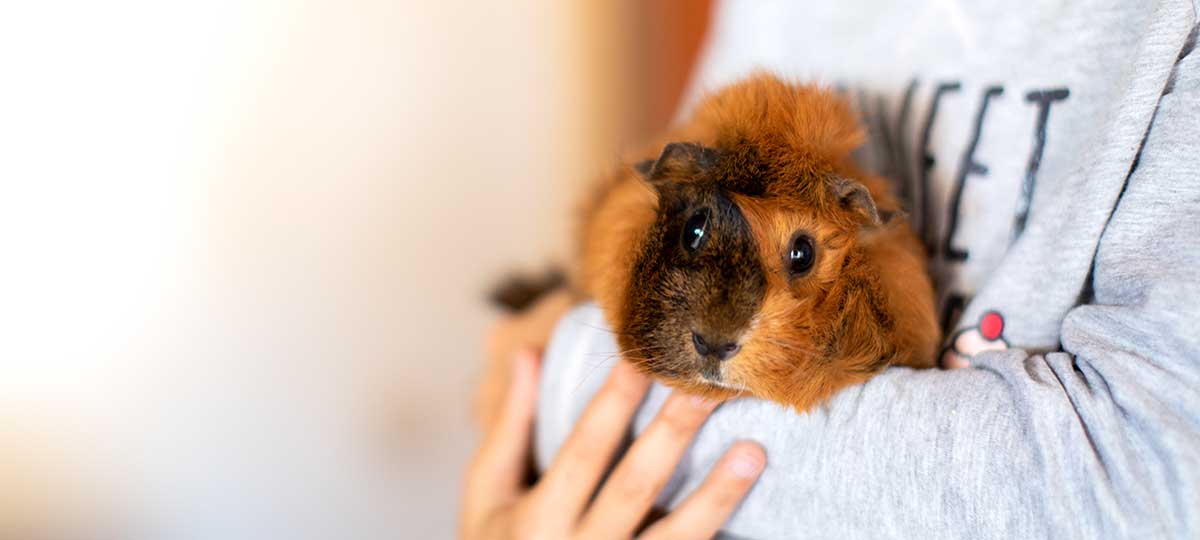Eines der Meerschweinchen aus der Familie Kneitz.