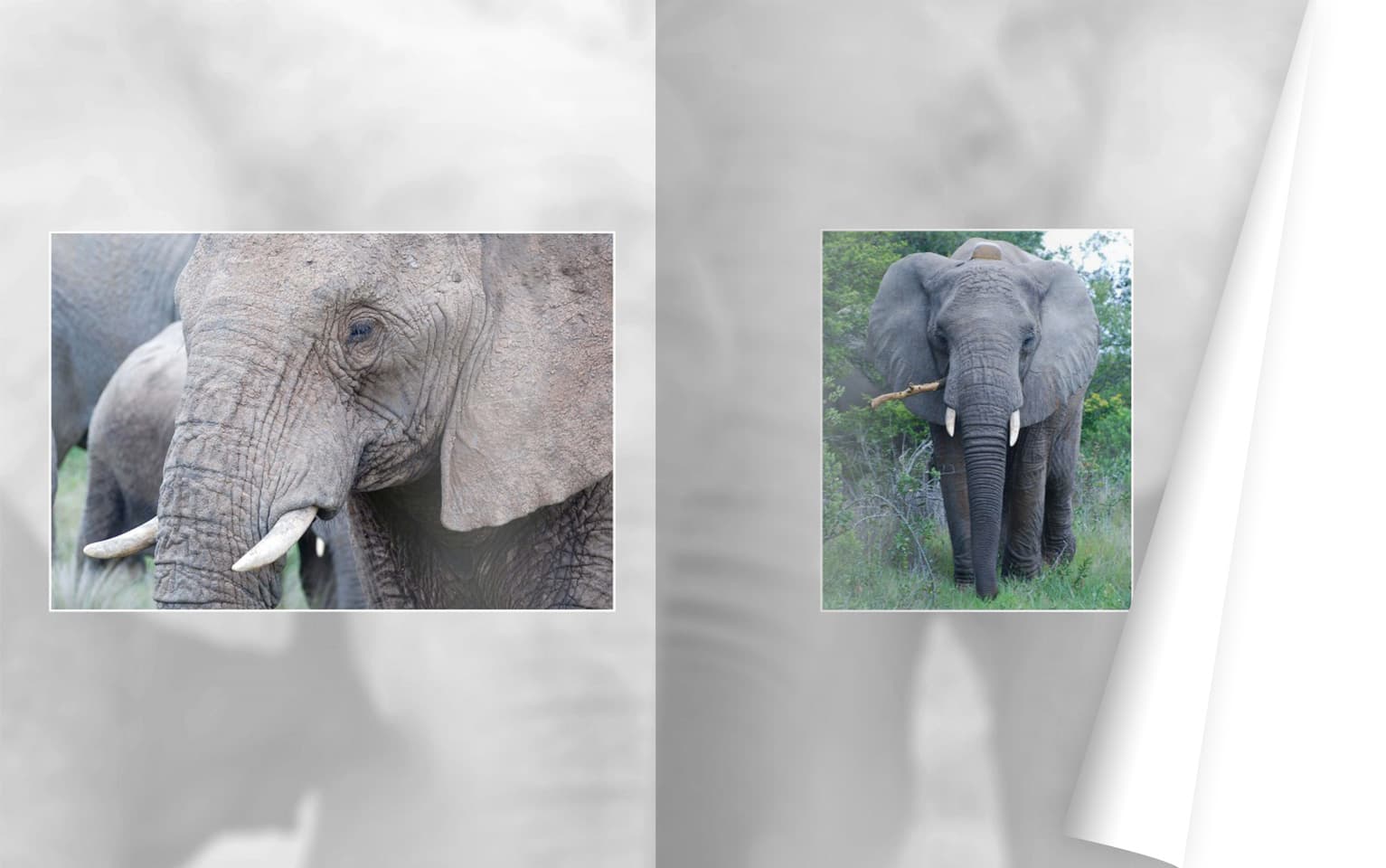 Hintergründe in meinem CEWE FOTOBUCH