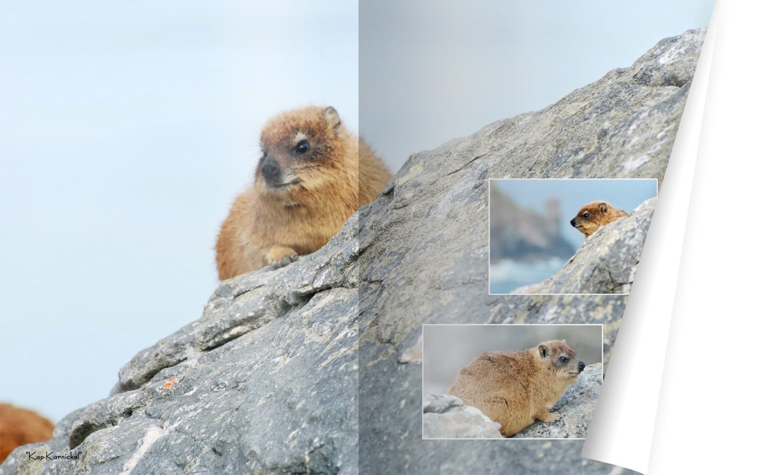 Tierportraits in meinem CEWE FOTOBUCH