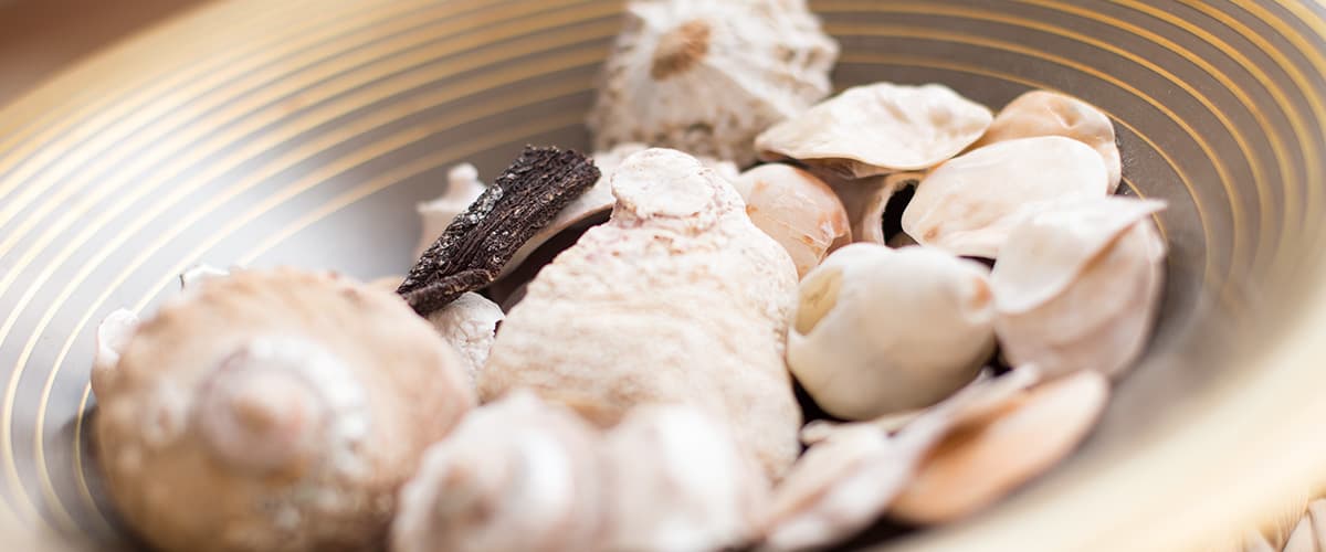 Muscheln aus dem indischen Ozean